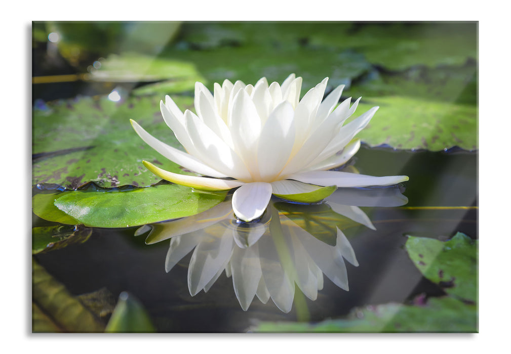 Weiße Lotusblume im Wasser, Glasbild