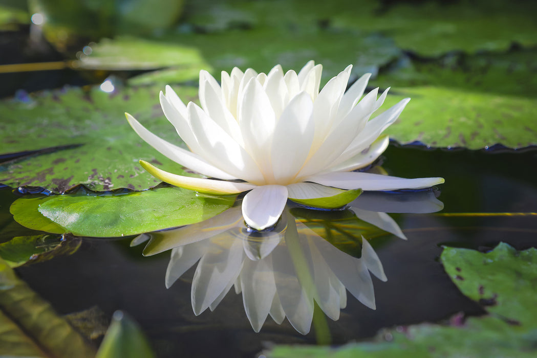 Weiße Lotusblume im Wasser, Glasbild