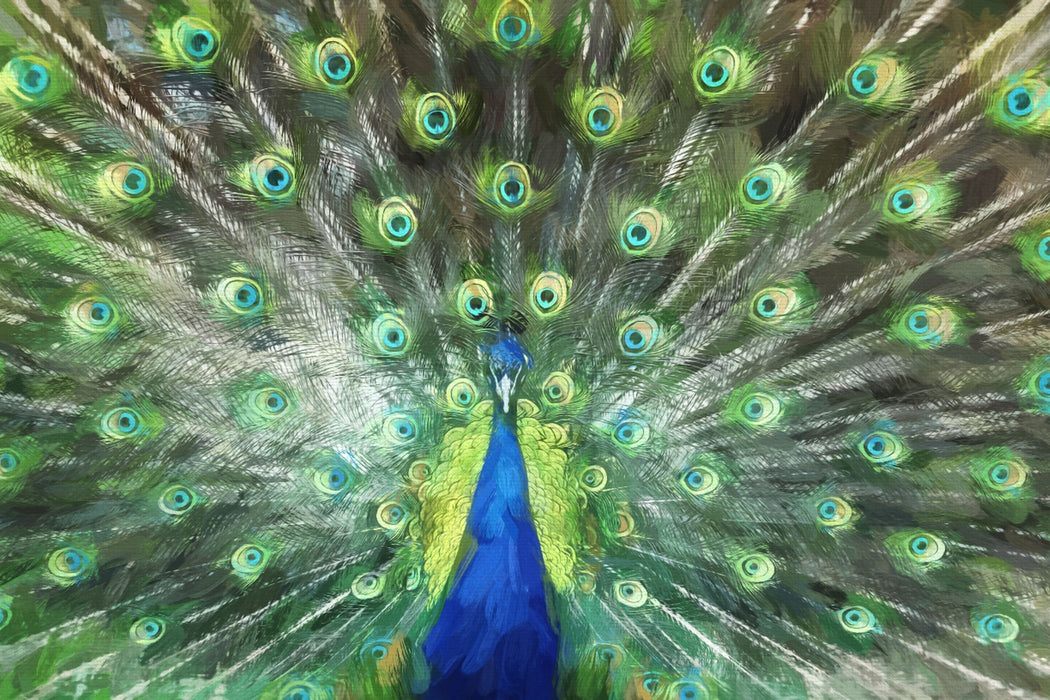 Pfau mit seinem Gefieder, Glasbild