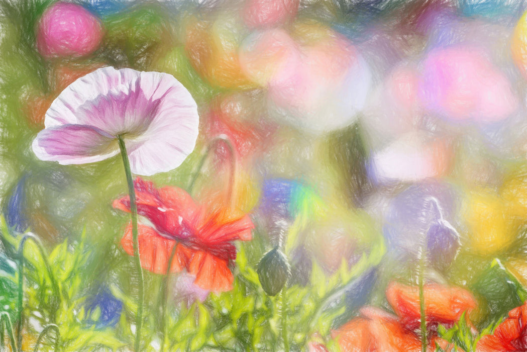 Kalifornischer Mohn im Frühling, Glasbild