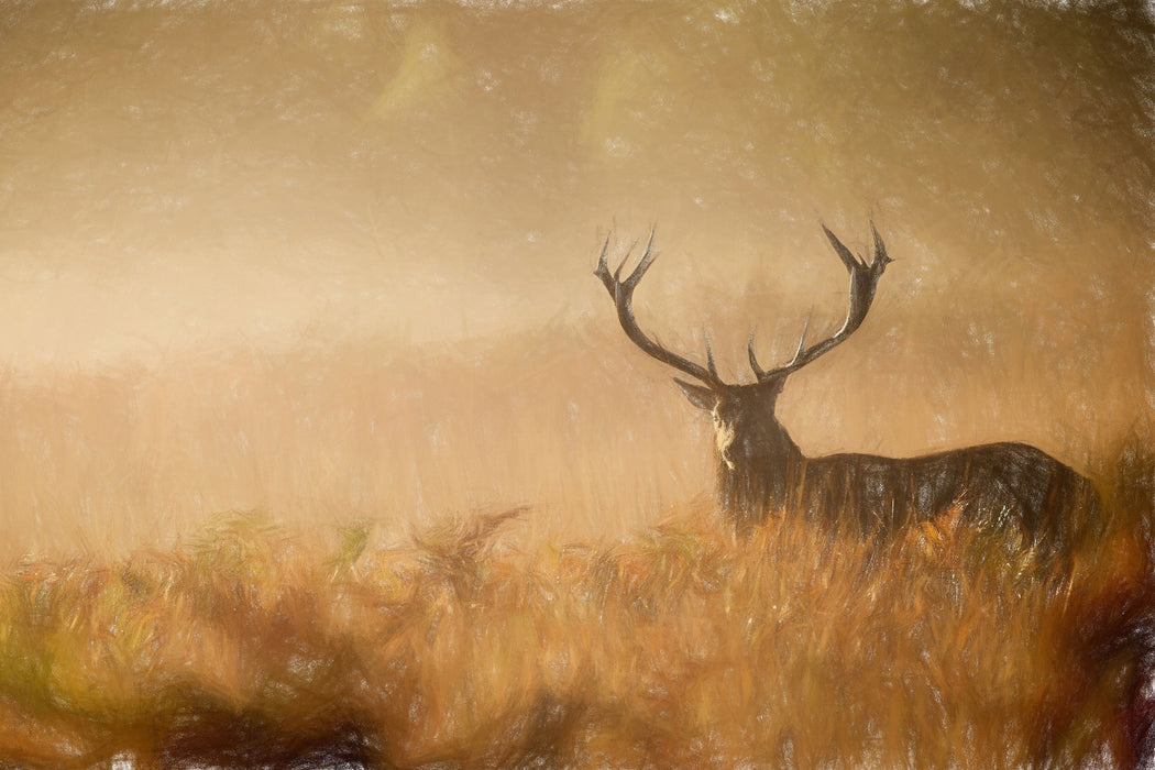 Rotwild Hirsch im Nebel , Glasbild