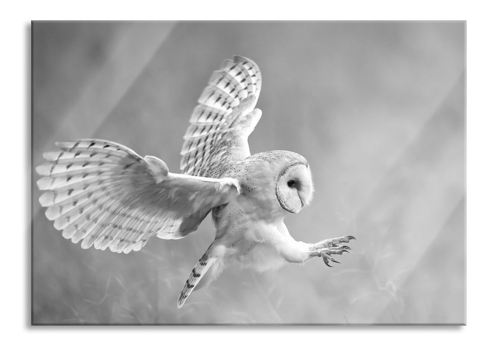 Pixxprint Fliegende Eule bei der Jagd, Glasbild