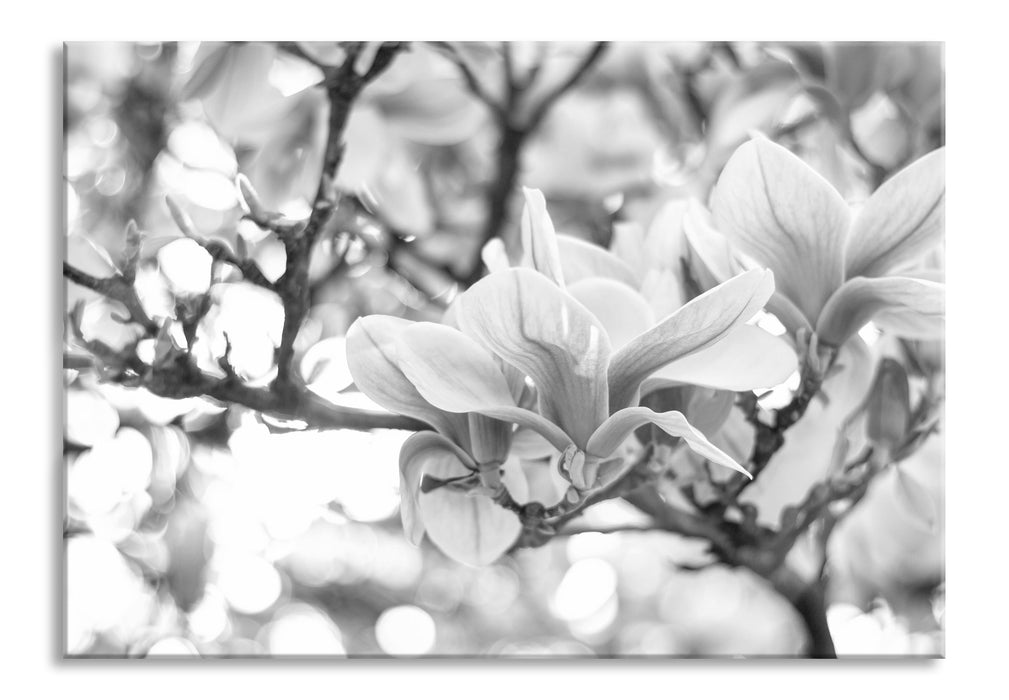 Magnolienblüten im Frühling, Glasbild