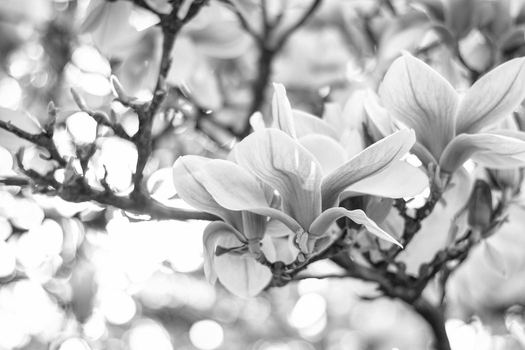 Magnolienblüten im Frühling, Glasbild