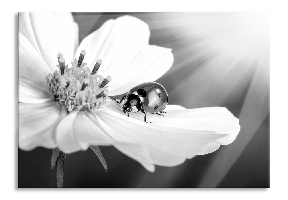 Marienkäfer auf einer Blume, Glasbild