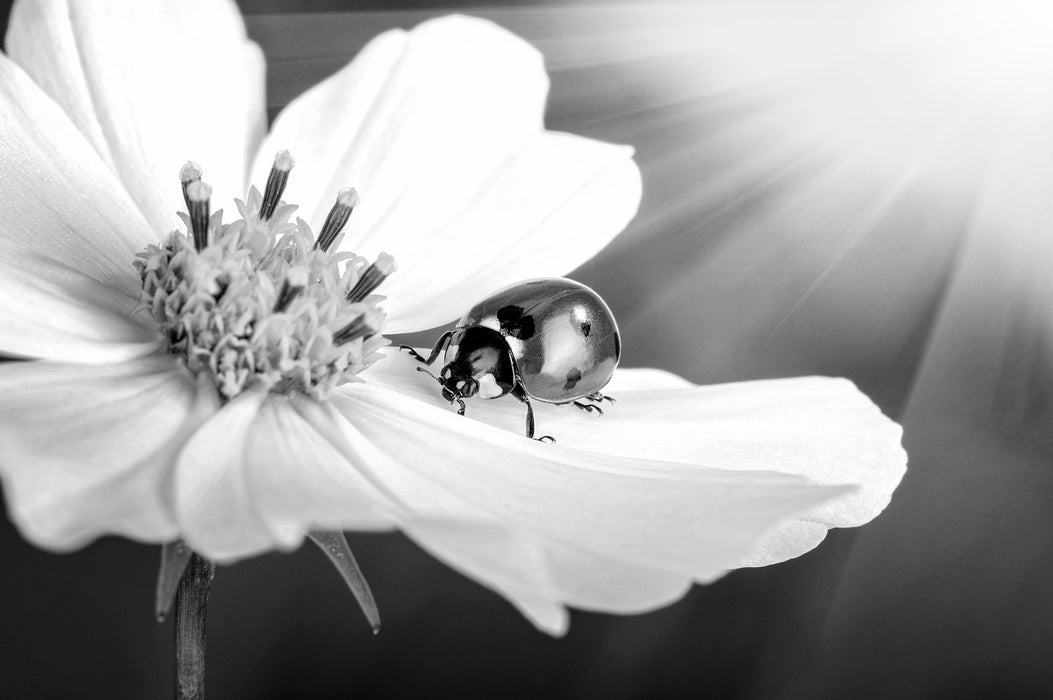 Marienkäfer auf einer Blume, Glasbild