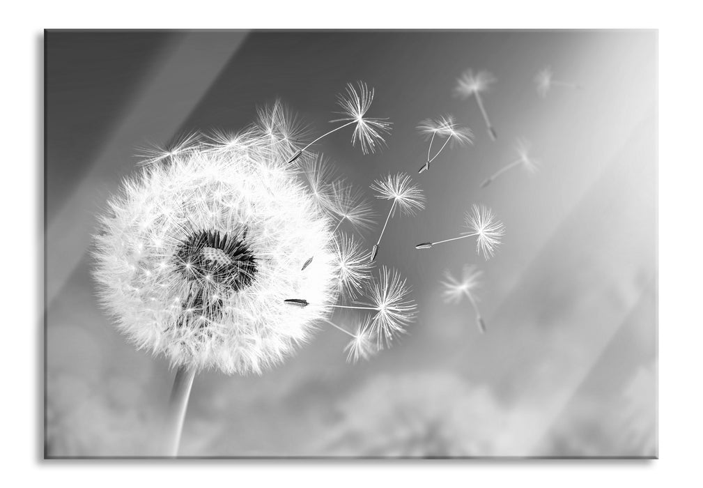 Pixxprint Löwenzahn Samen Kunst B&W, Glasbild