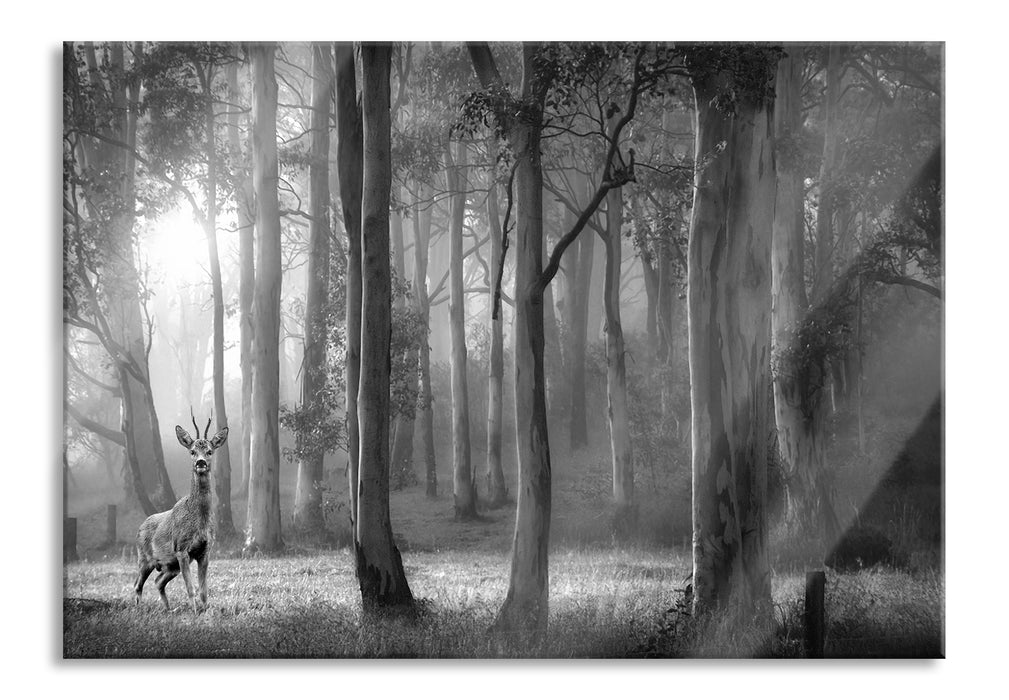 Pixxprint Hirsch im Wald, Glasbild