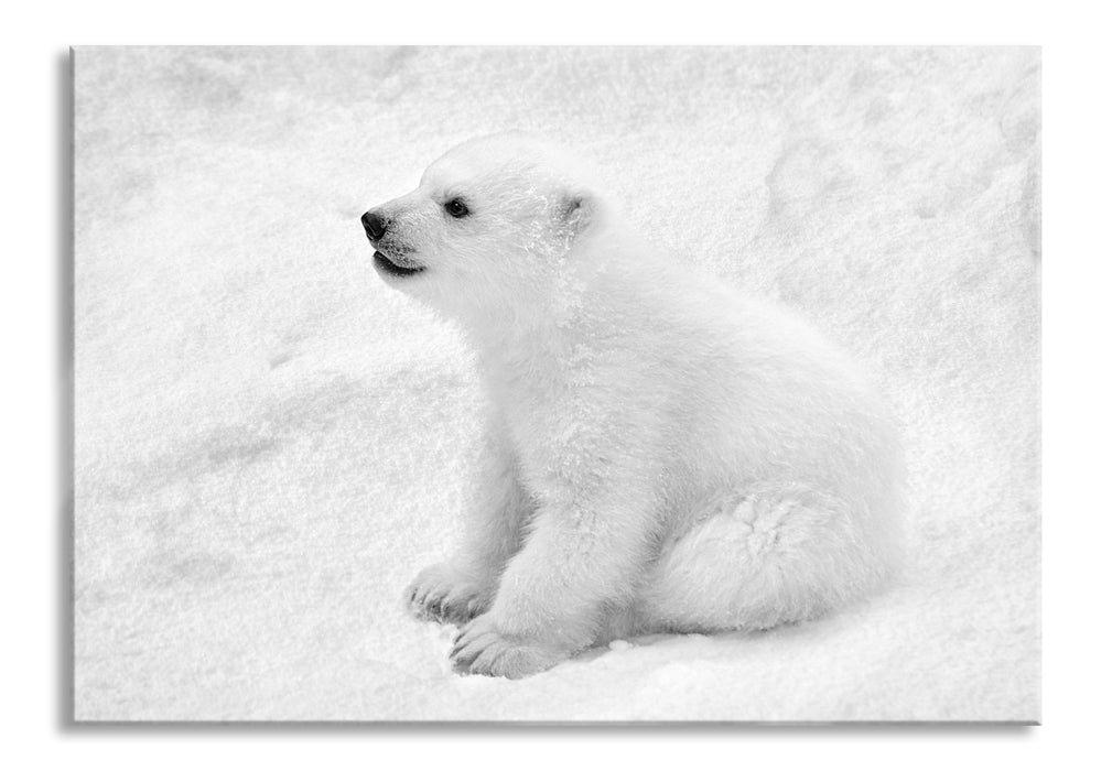 Pixxprint Eisbär Baby, Glasbild