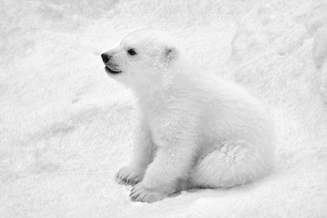 Eisbär Baby, Glasbild