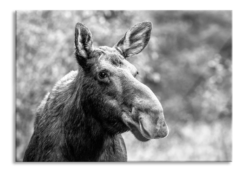 Elch im Wald Kunst B&W, Glasbild