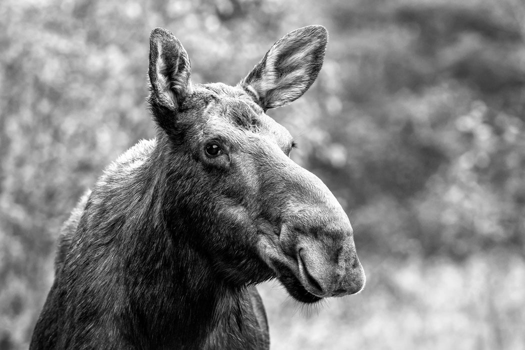 Elch im Wald Kunst B&W, Glasbild