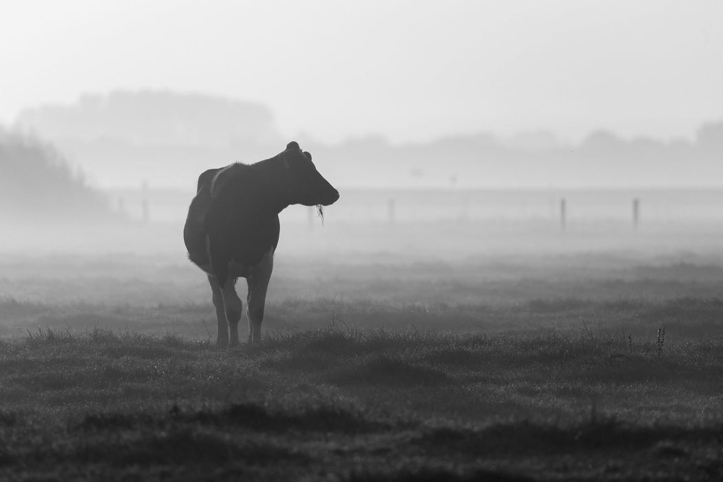 fressende Kuh auf der Weide, Glasbild