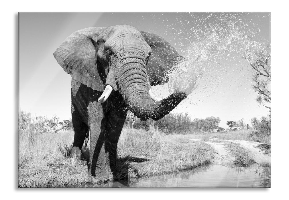 Elefant spritzt mit Wasser, Glasbild