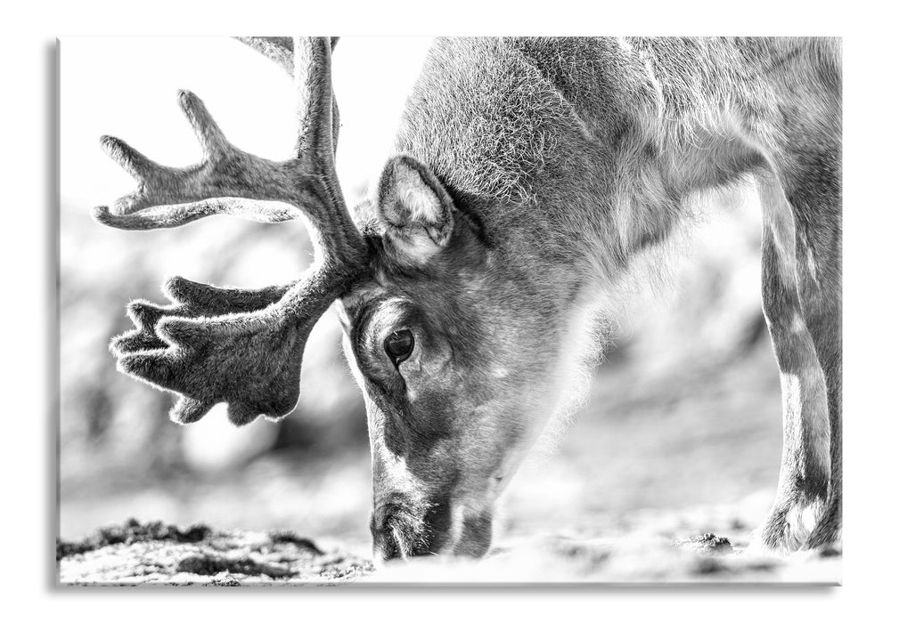 süßes Rentier beim Essen Kunst B&W, Glasbild