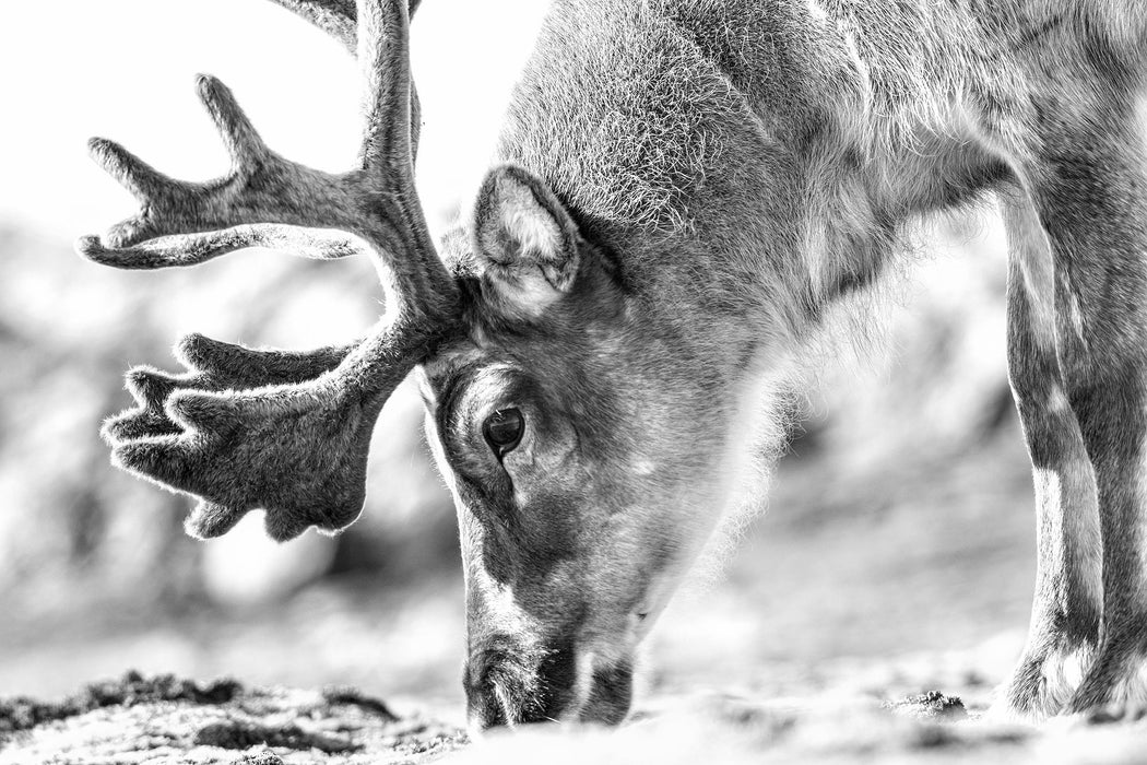 süßes Rentier beim Essen Kunst B&W, Glasbild