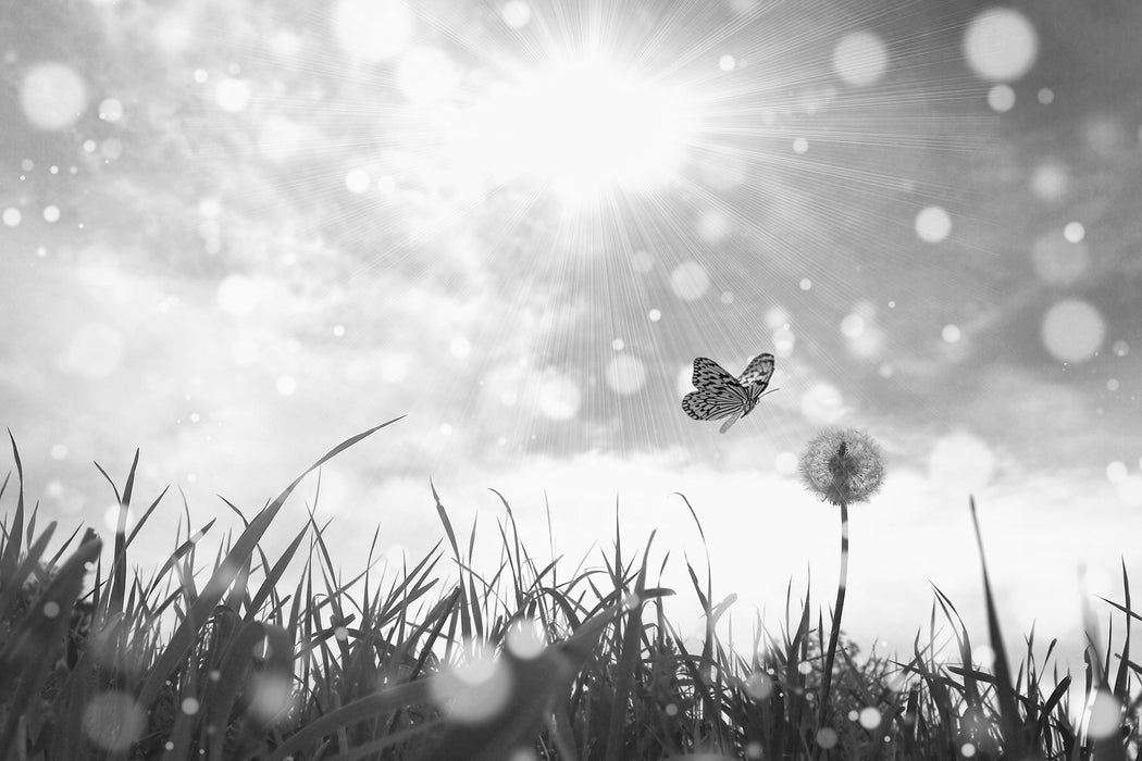 Schmetterling fliegt zu Pusteblume, Glasbild