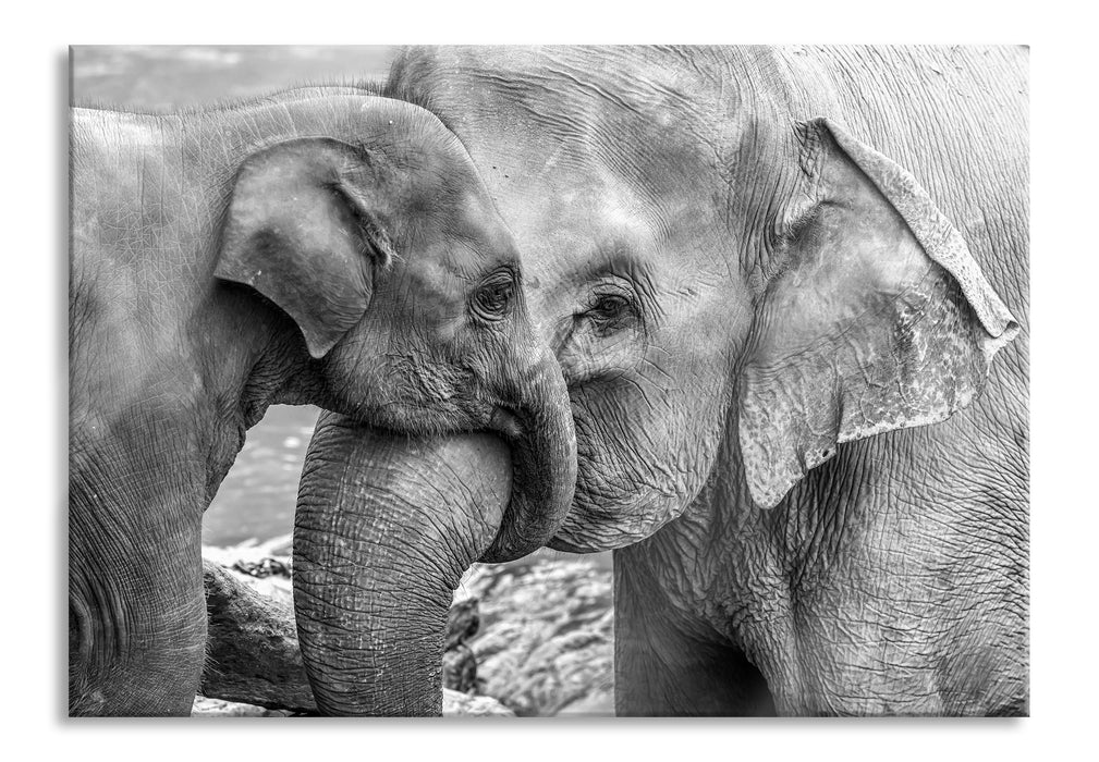 Elefantenmutter mit Kalb B&W, Glasbild