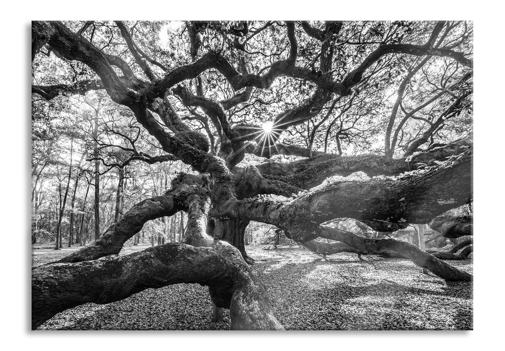 Baum, Glasbild