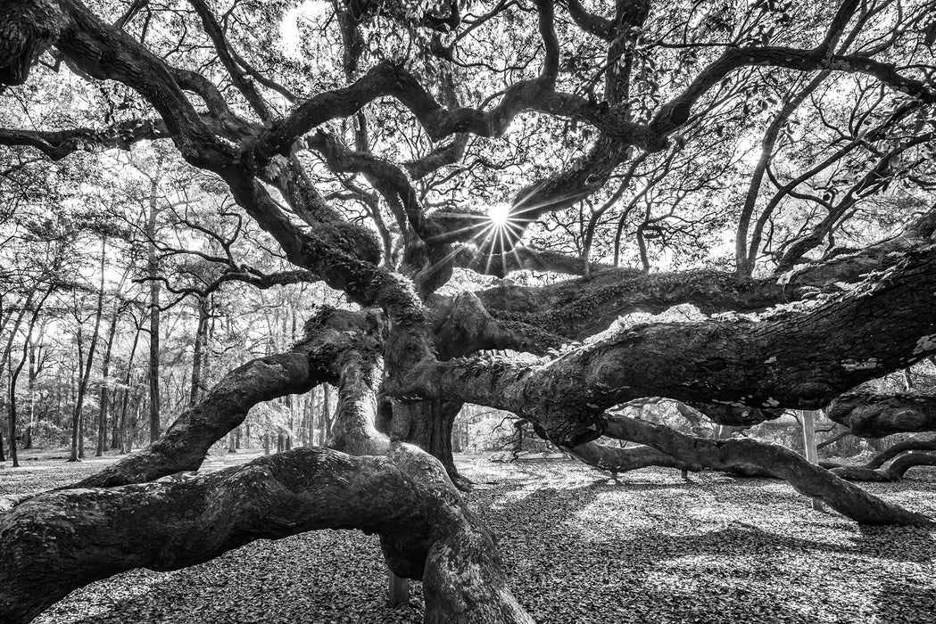 Baum, Glasbild