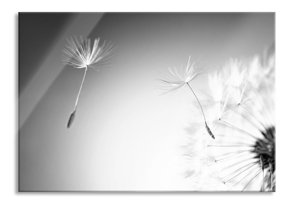 Pixxprint Löwenzahn Pusteblume, Glasbild