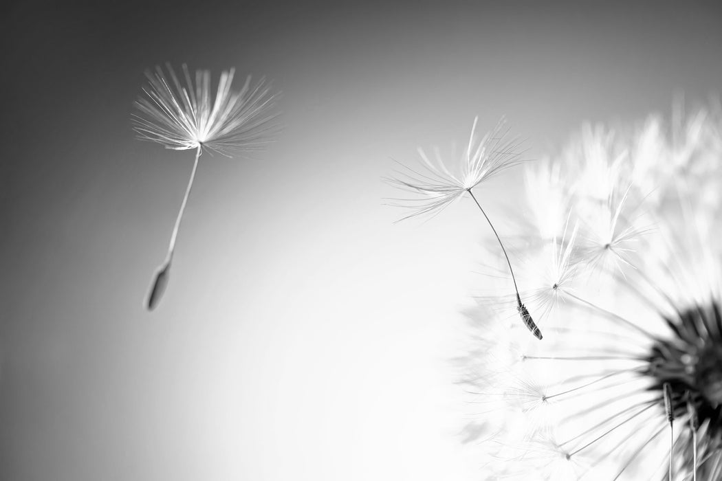 Löwenzahn Pusteblume, Glasbild