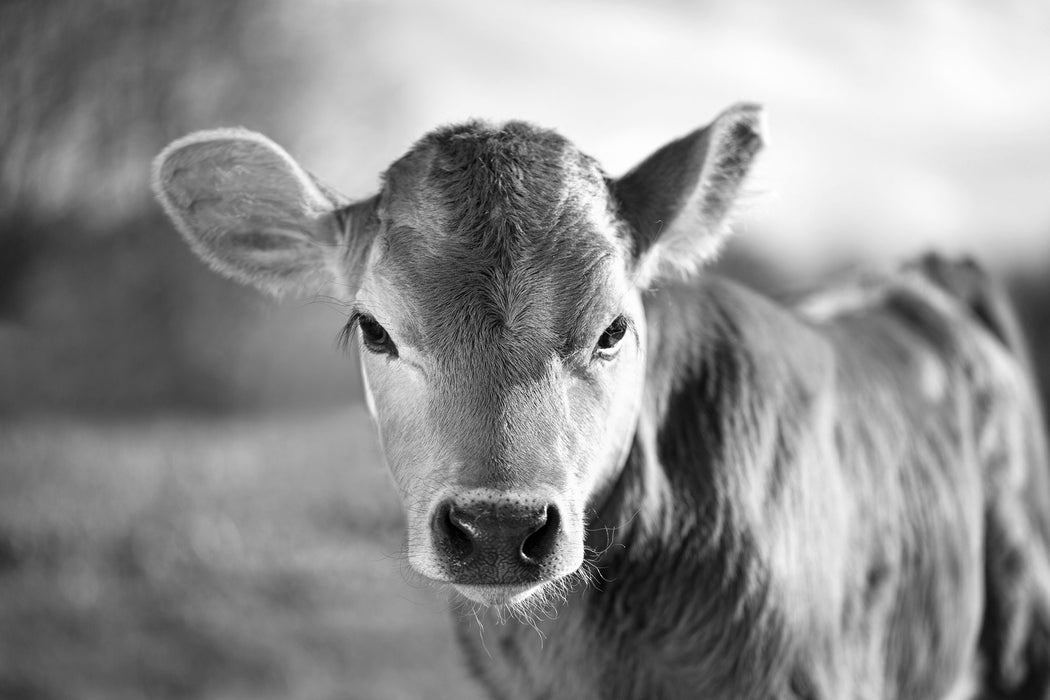 Junge Kuh Kälbchen Kunst B&W, Glasbild