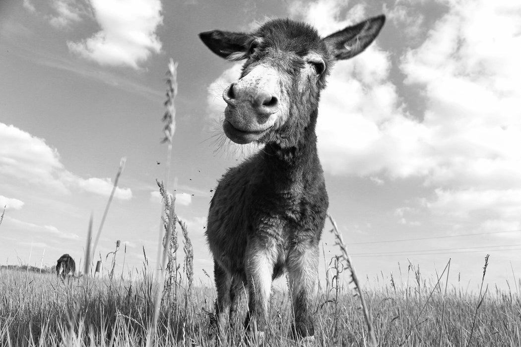 Esel im Feld, Glasbild