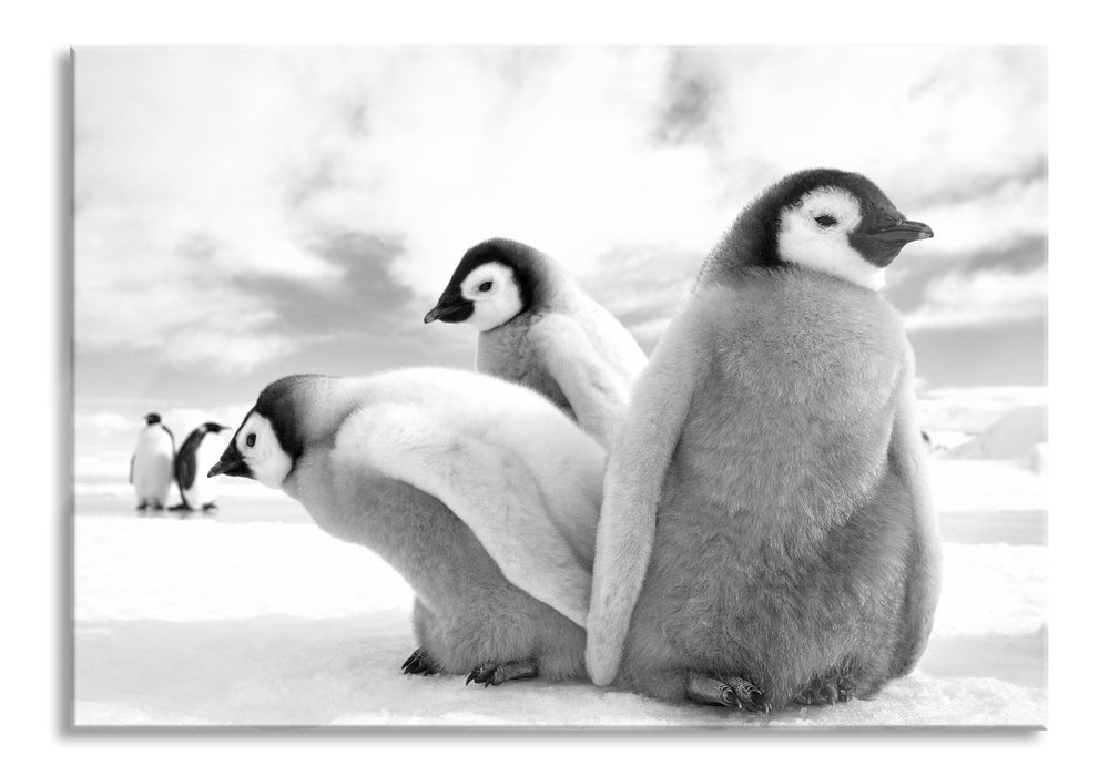 Pixxprint Kaiserpinguin Gruppe, Glasbild