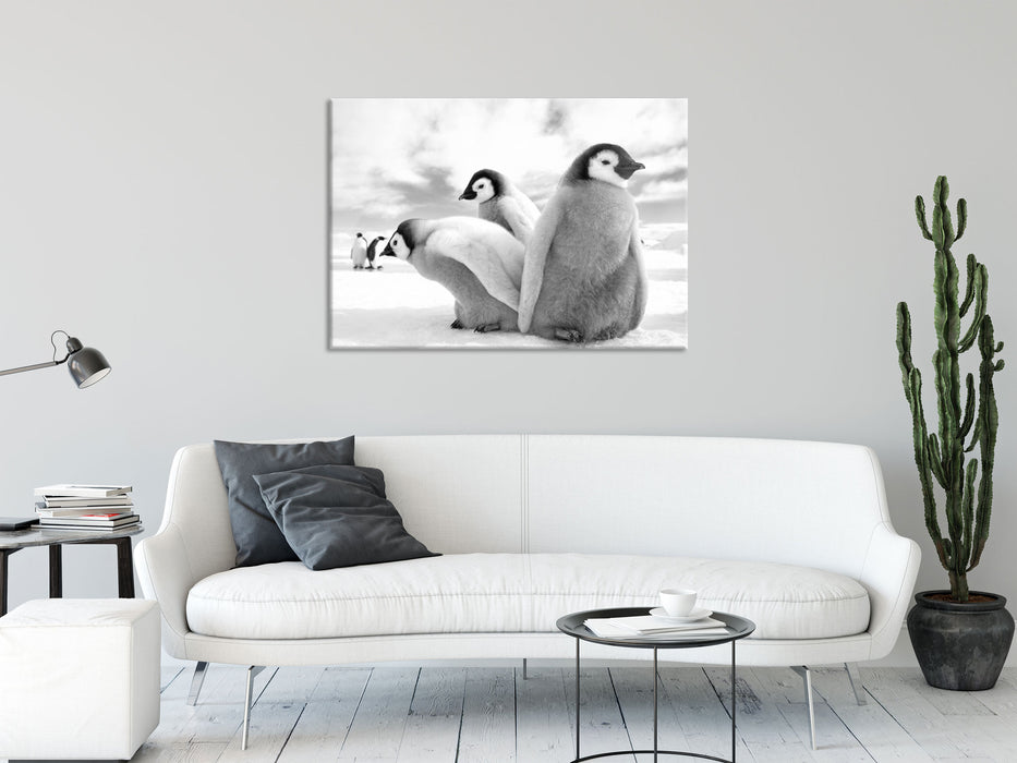 Kaiserpinguin Gruppe, Glasbild