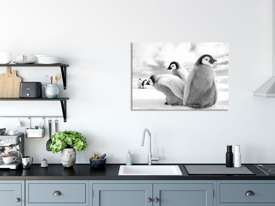 Kaiserpinguin Gruppe, Glasbild