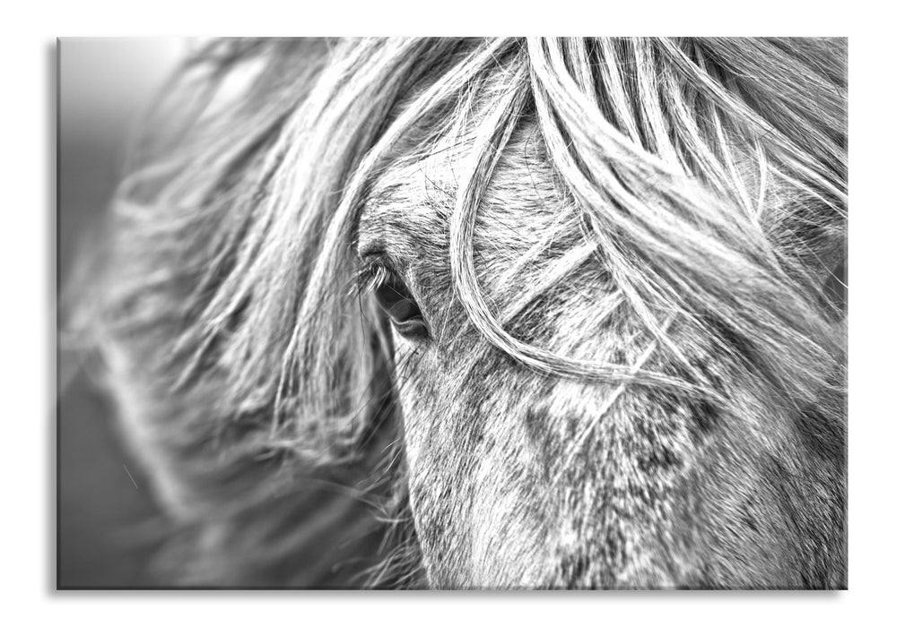 Pixxprint Islandpony in den Westfjorden, Glasbild