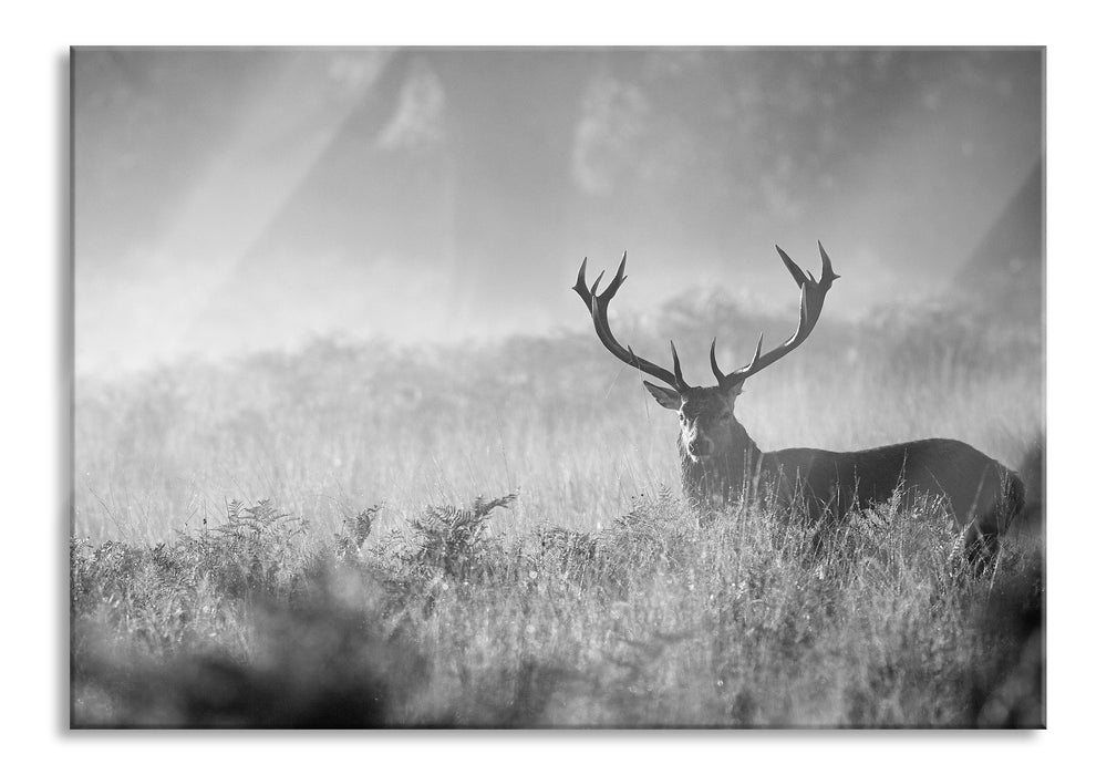 Rotwild Hirsch im Nebel Kunst B&W, Glasbild