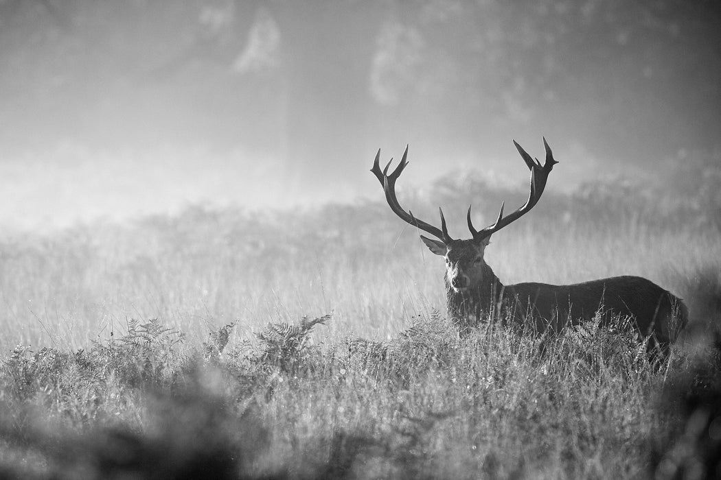 Rotwild Hirsch im Nebel Kunst B&W, Glasbild