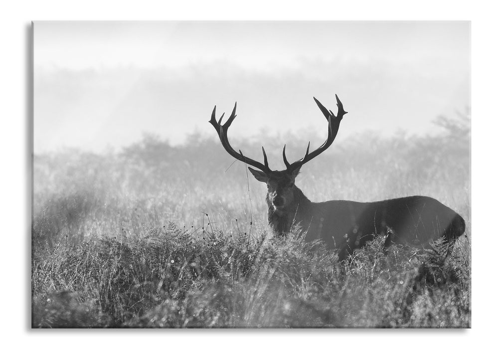 Pixxprint Rotwild Hirsch in Abenddämmerung, Glasbild