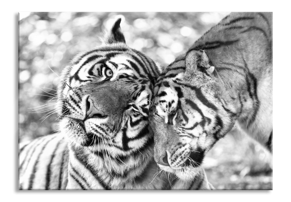 Pixxprint Zwei liebkosende Tiger Kunst B&W, Glasbild