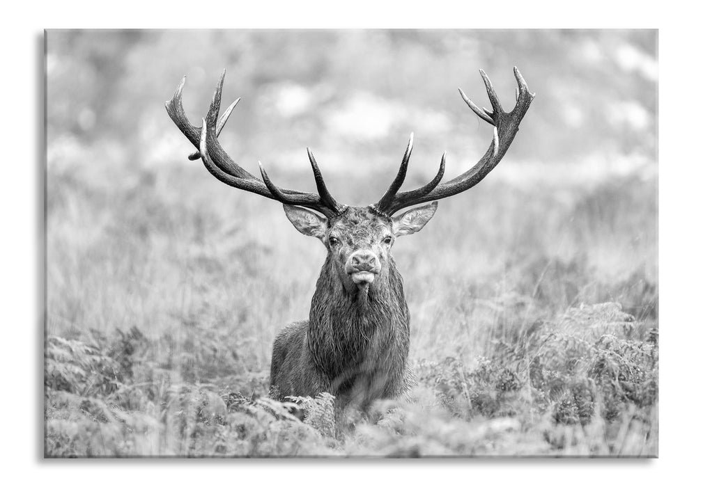 Pixxprint Großer Hirsch im Feld Kunst B&W, Glasbild