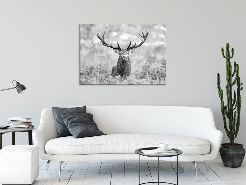 Großer Hirsch im Feld Kunst B&W, Glasbild