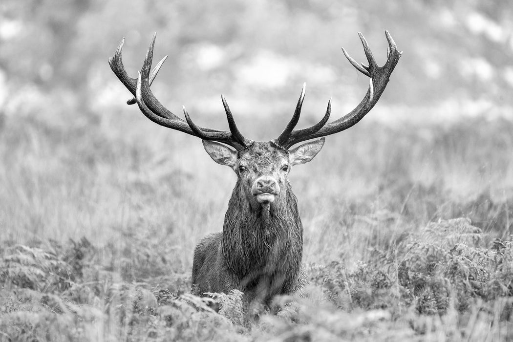 Großer Hirsch im Feld Kunst B&W, Glasbild