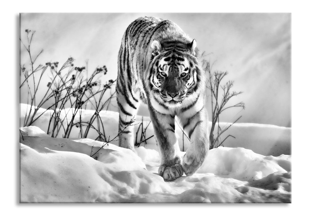 Pixxprint Tiger, Schnee, Glasbild