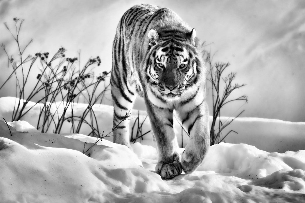 Tiger, Schnee, Glasbild