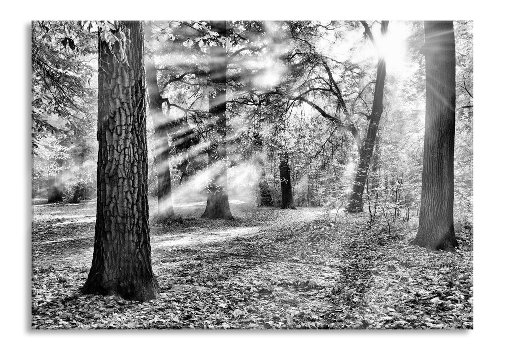 Sonnenstrahlen im Wald, Glasbild