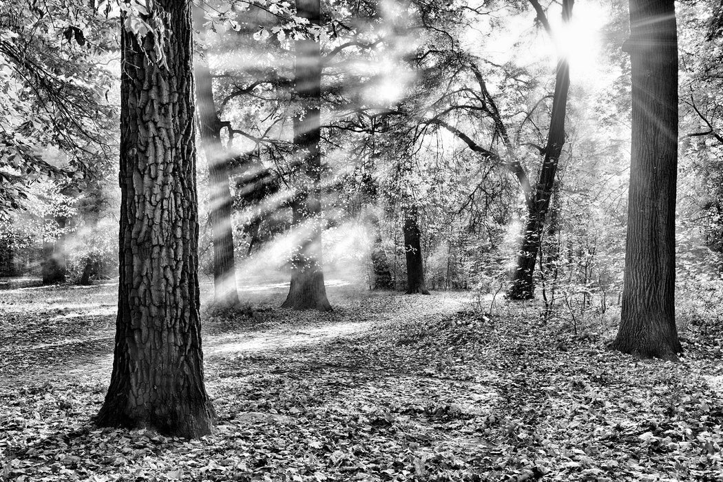 Sonnenstrahlen im Wald, Glasbild