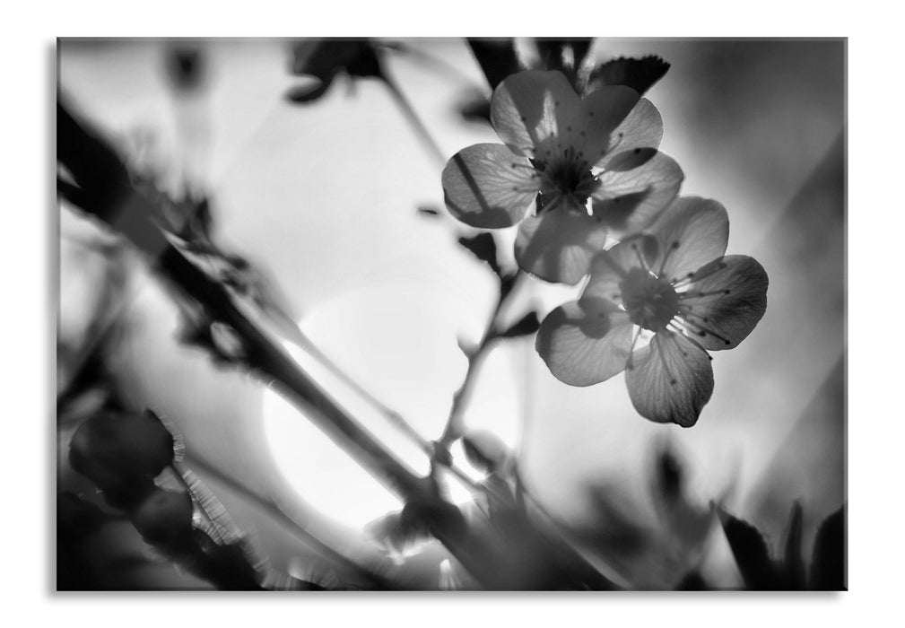 Pixxprint Blüten am Baum, Glasbild