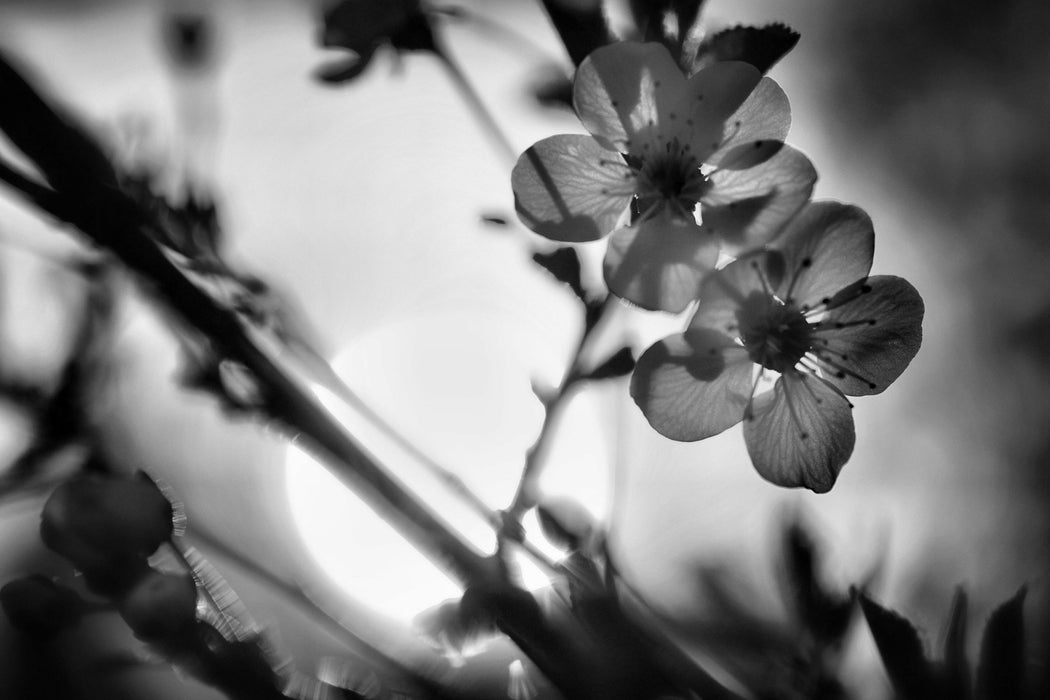 Blüten am Baum, Glasbild