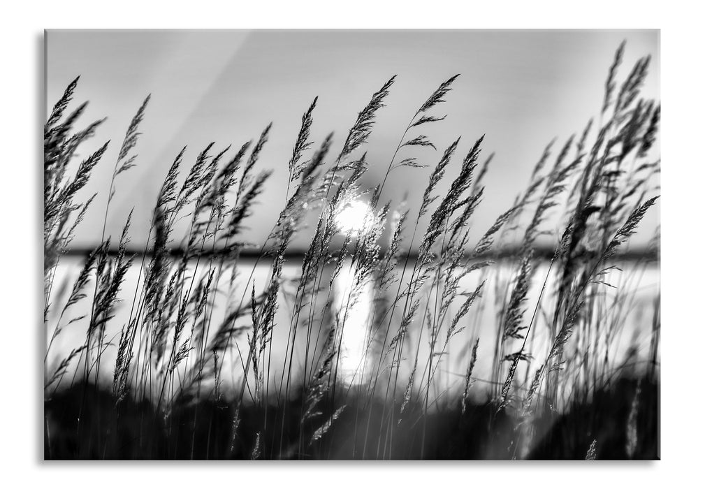 Pixxprint Sonne zwischen Gräsern, Glasbild