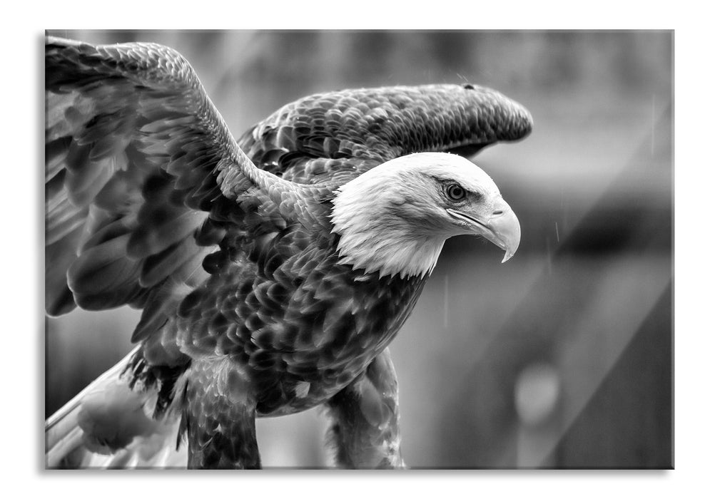 Pixxprint Adler, Glasbild