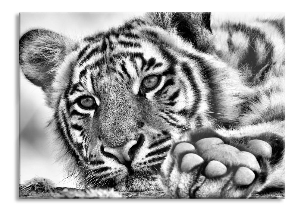 Pixxprint Tiger, Glasbild