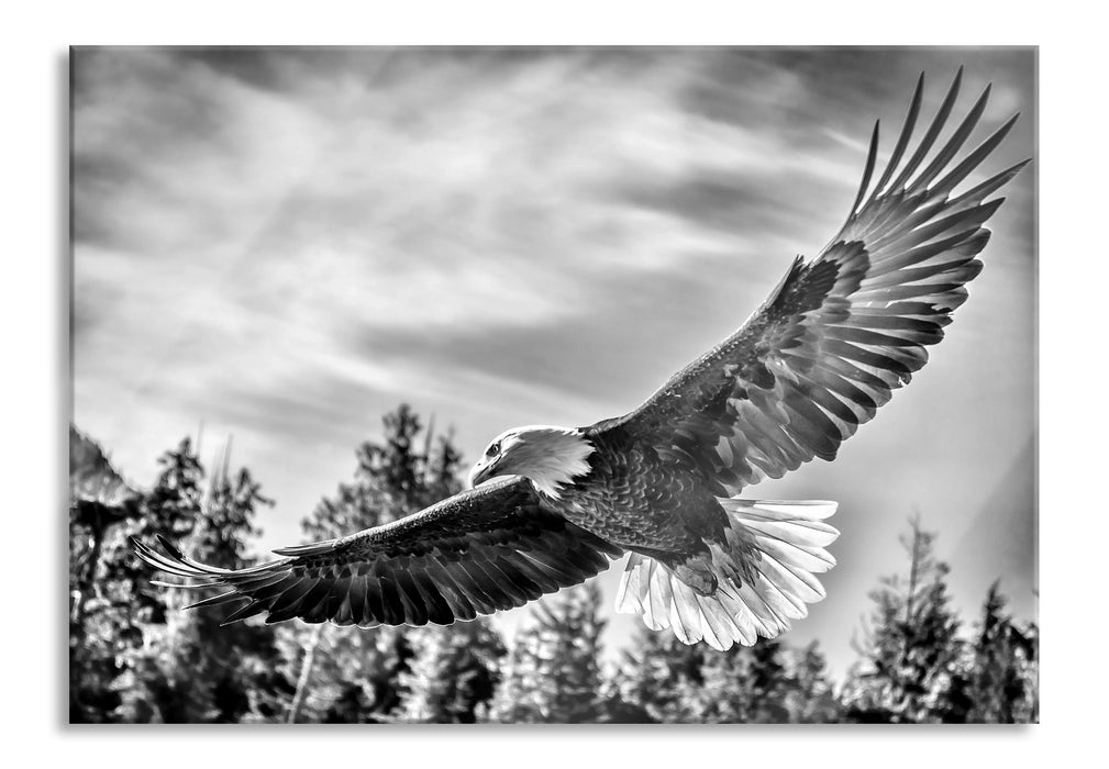 Pixxprint Adler, Glasbild