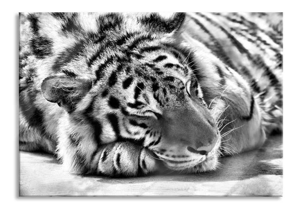 Pixxprint Verschlafener Tiger, Glasbild